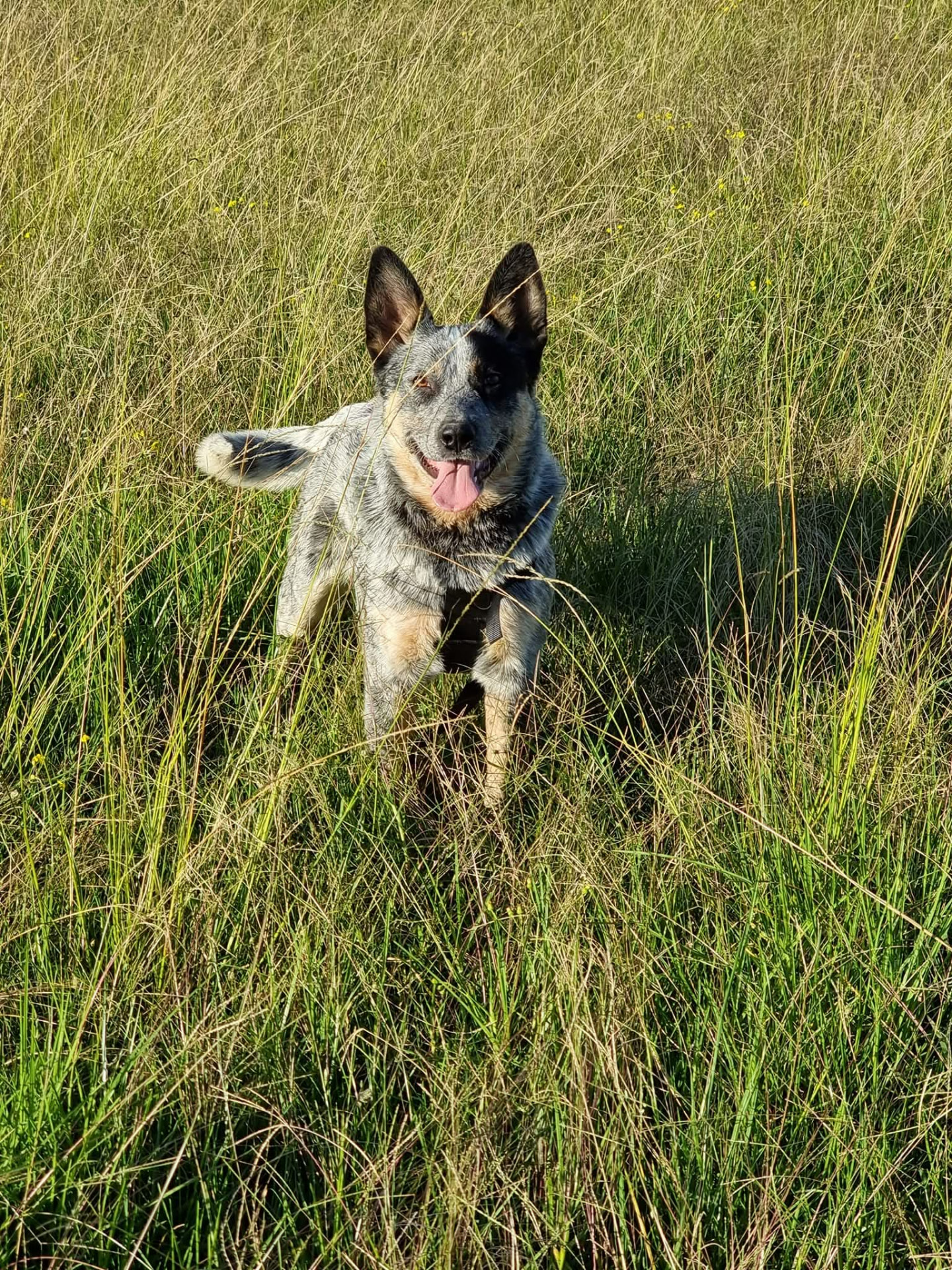 A blue heeler dog standing in a grassy field