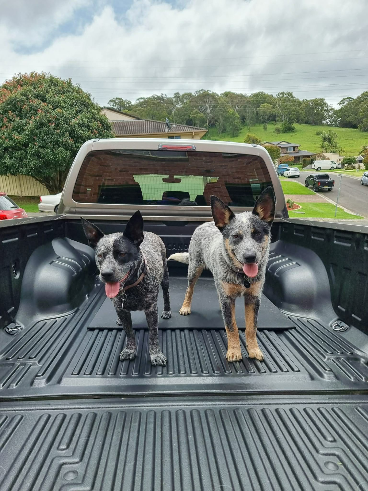 Two blue heeler dogs in the back of a ute
