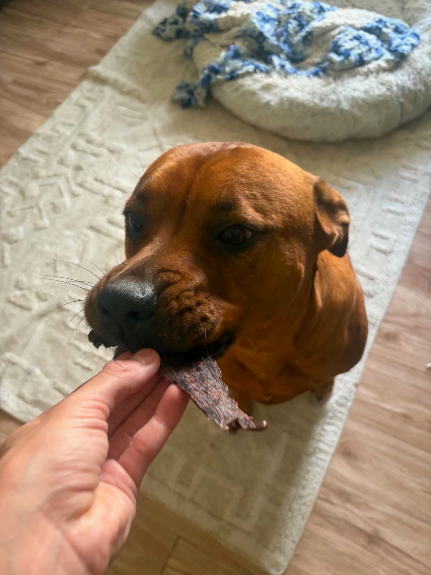 Buffy being hand-fed a jerky strip