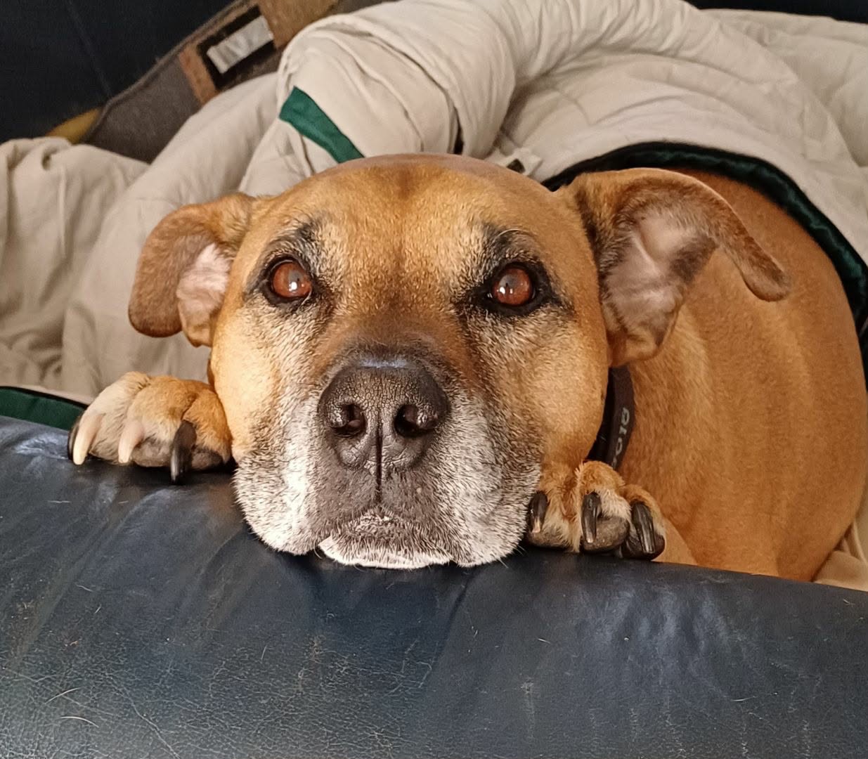 Chester the dog with his treats