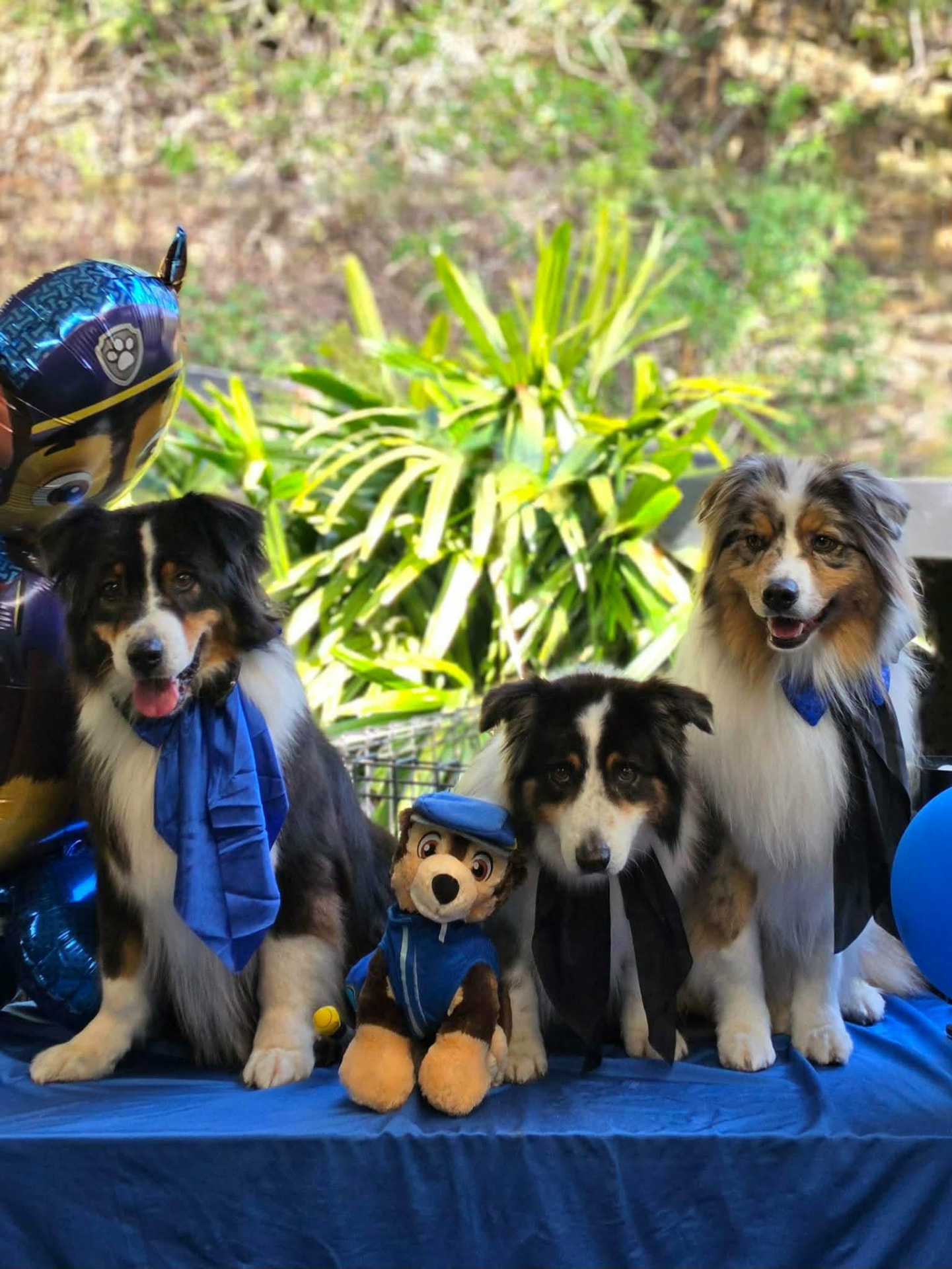 Three Aussie shepherds with their treats