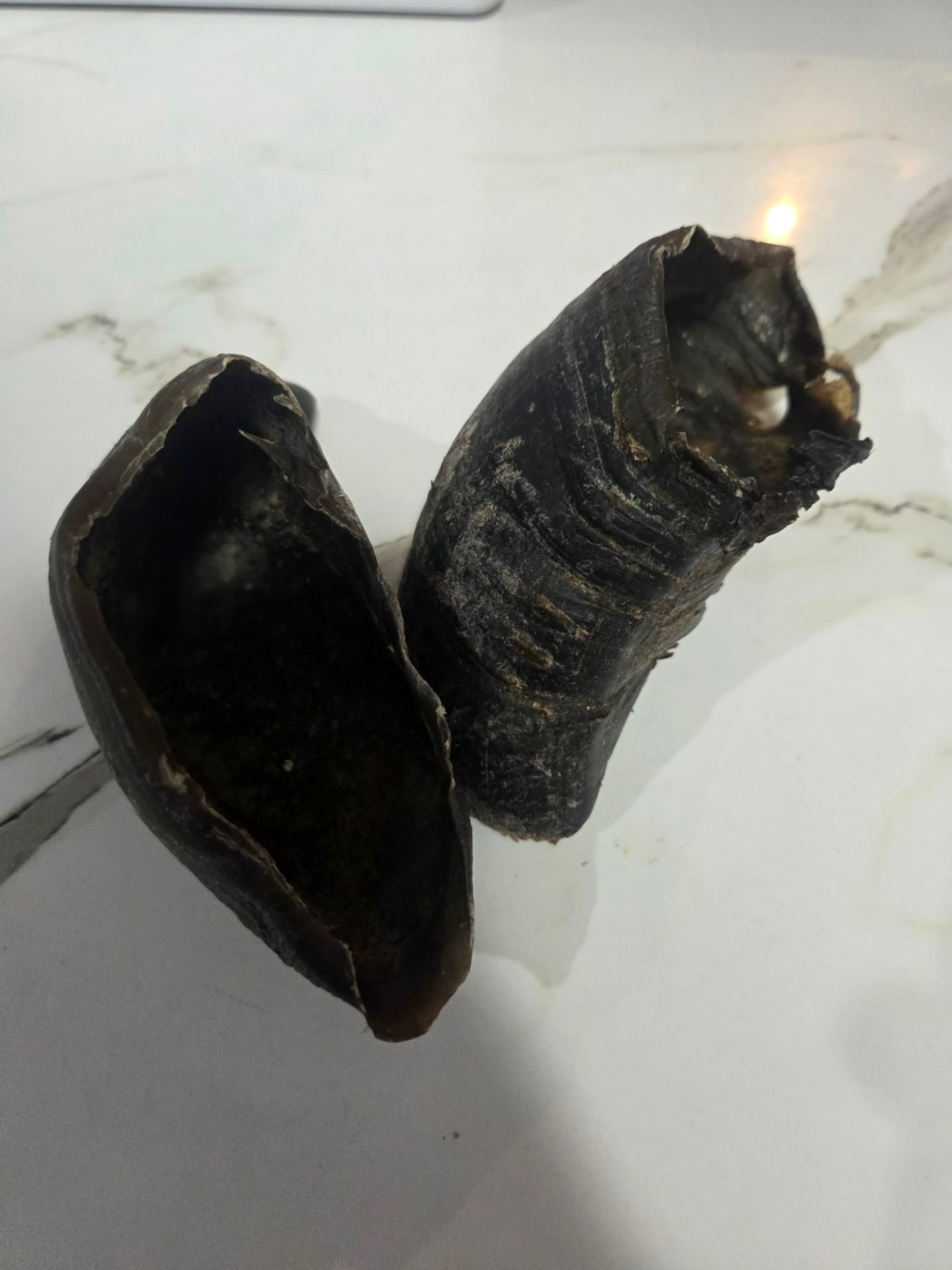Hollow Horn Chews