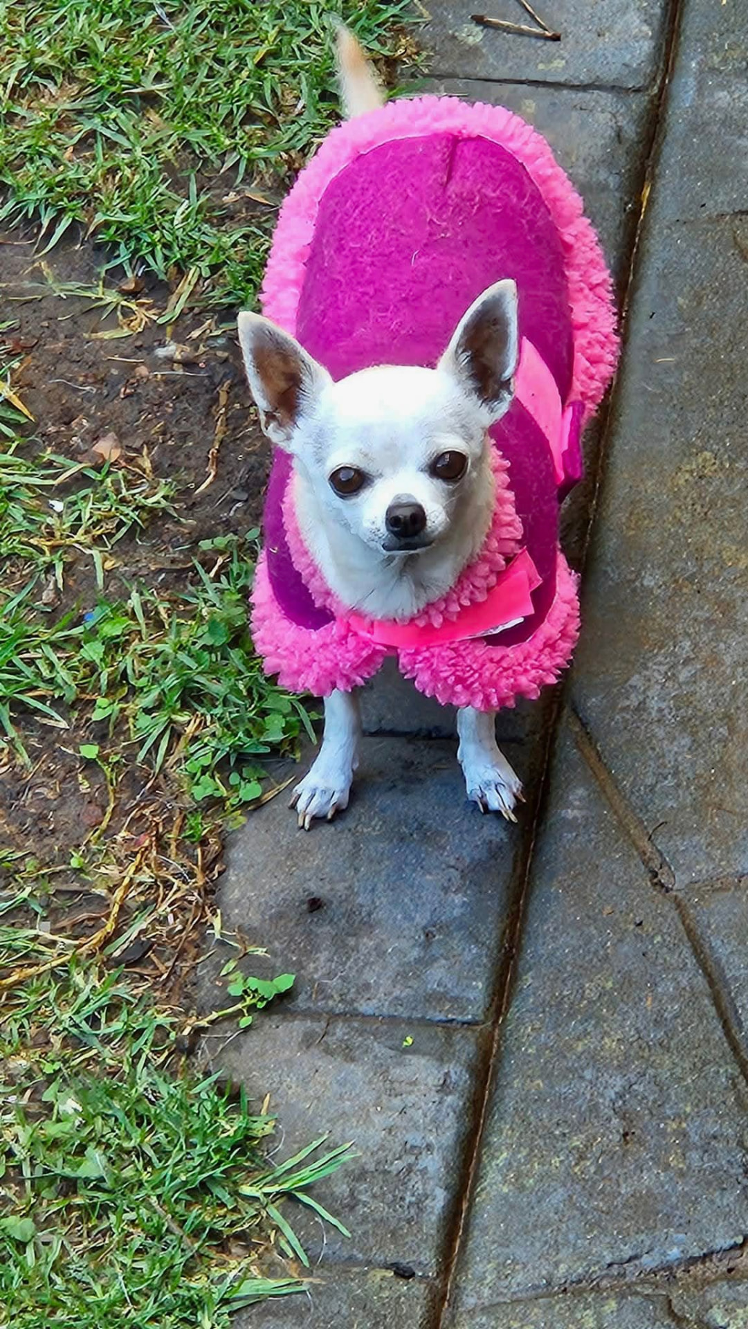 A chihuahua in a pink coat on a path